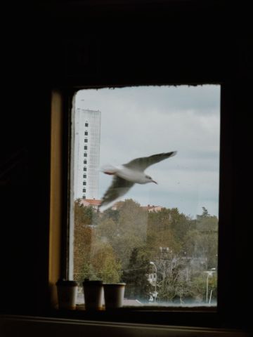 Vogel vor der Fensterscheibe