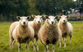 Schafe auf einer Wiese