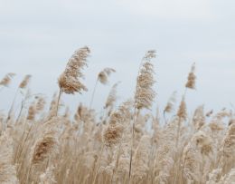 Schilf bewegt sich im Wind
