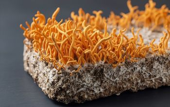 Eine Nahaufnahme von Cordyceps-Pilzen, die auf einem Substratblock kultiviert werden – zu sehen sind die leuchtend orangefarbenen Fruchtkörper und das darunterliegende Myzel.