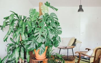 Ein Urban Jungle ist nicht immer nachhaltig