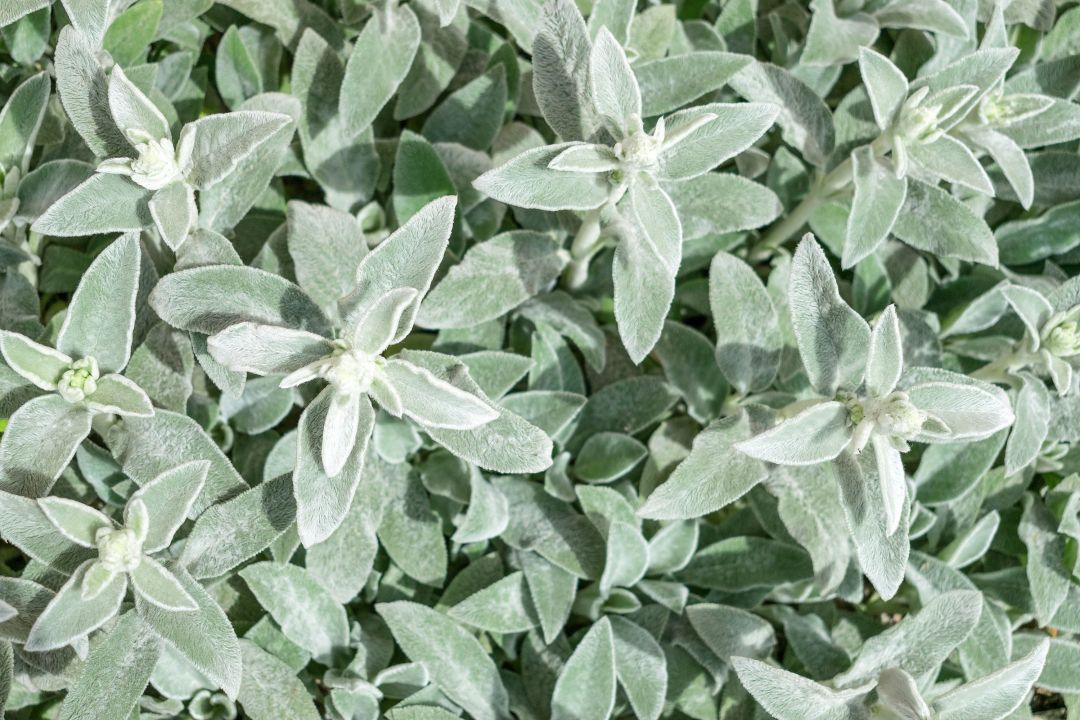 Wollziest (Stachys byzantina)