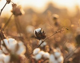 Baumwollfeld im rötlichen Abendlicht