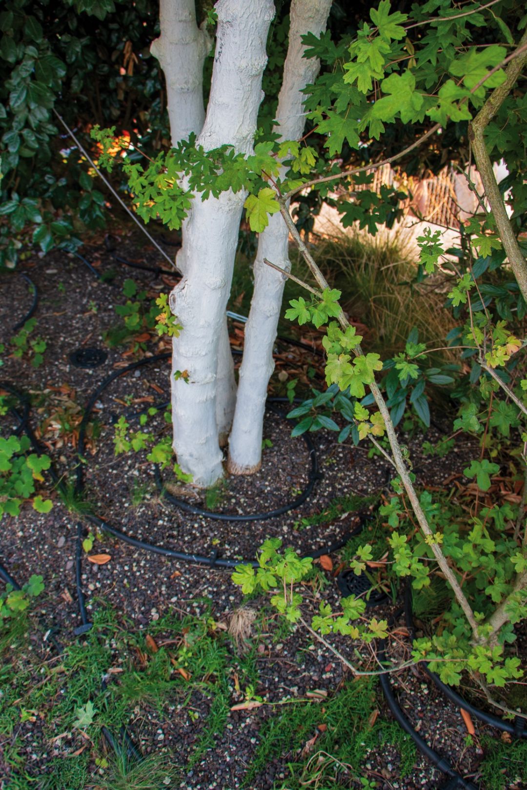 Nahaufnahme von weiß gestrichenen Baumstämmen und grünen Blättern auf einem bepflanzten Dachgarten.