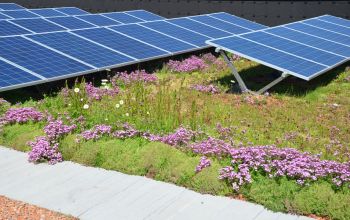 PV auf extensiver Begrünung