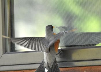 Vogelschutz am Fenster Aufmacher