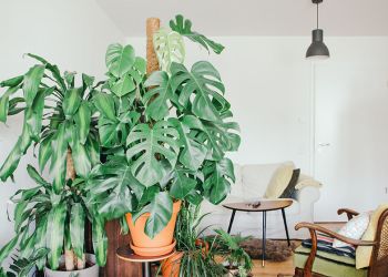 Ein Urban Jungle ist nicht immer nachhaltig