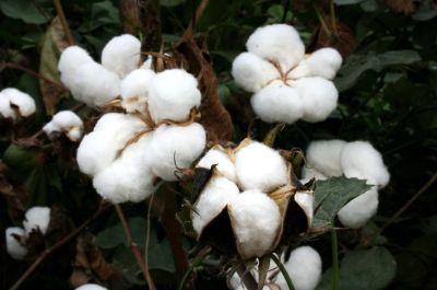 Dämmen mit Baumwolle: Baumwolle ist ein nachhaltiger Naturdämmstoff