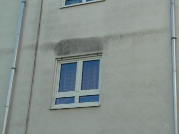 Algenbewuchs auf einer Fassade