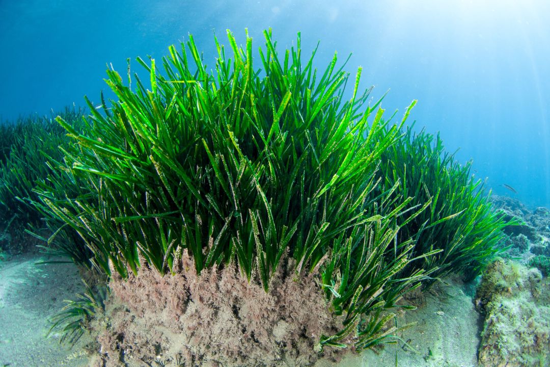 Neptungras gegen Plastikmüll