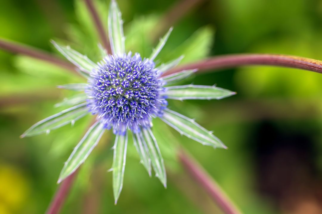 Kleiner Mannstreu (Eryngium planum