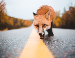 Fuchs auf der Straße