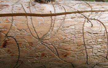 Käferholz mit Schäden durch Borkenkäfer