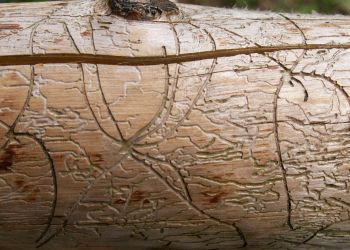 Käferholz mit Schäden durch Borkenkäfer