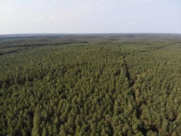 Luftbild einer Kiefernmonokultur in Polen