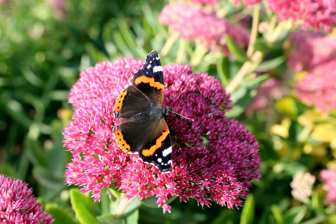 Fetthennen (Sedum)