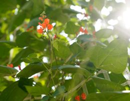 Kletterpflanzen schützen gegen Hitzewellen