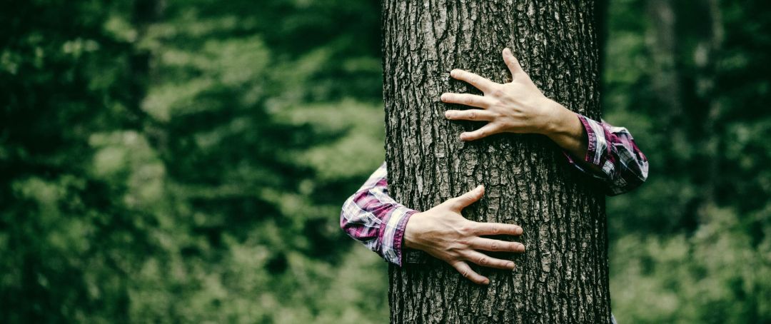 Hände umarmen einen Baum