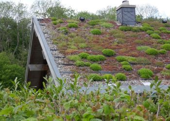 Dachbegrünung – Pflanzen und Tipps für die Umsetzung