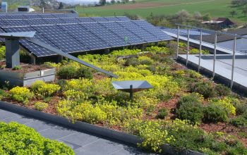 extensive dachbegrünung mit solar