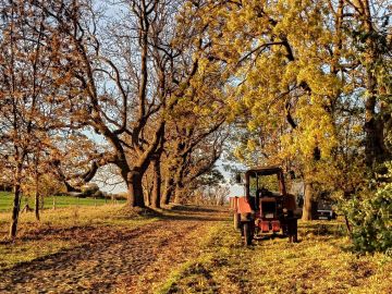 Herbstliche Szene mit Allee und Traktor