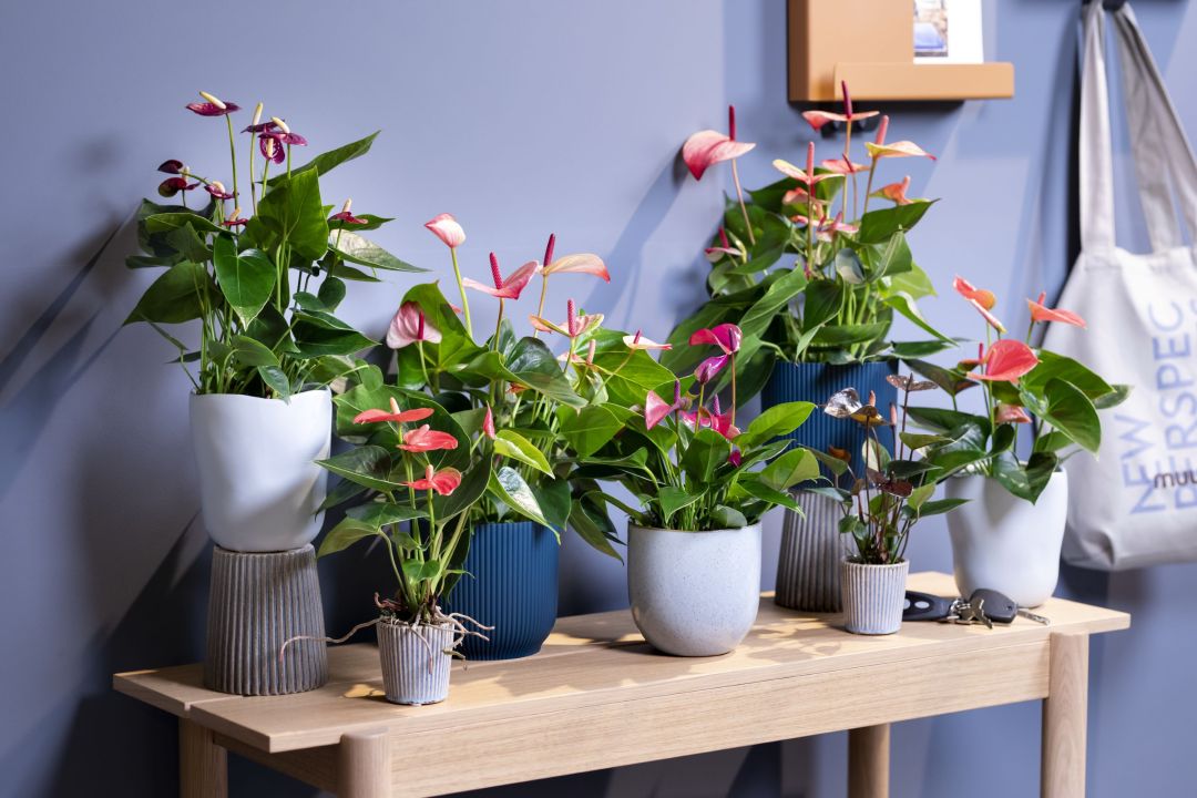 Luftfeuchtigkeit-Hausmittel: Zimmerpflanzen