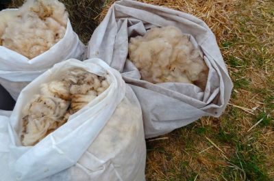 Dämmen mit Schafwolle: Schafswolle ist ein nachhaltiger Naturdämmstoff