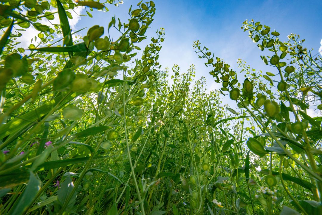 Blick aus dem naturnahen Garten in den Himmel