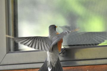 Vogelschutz am Fenster Aufmacher