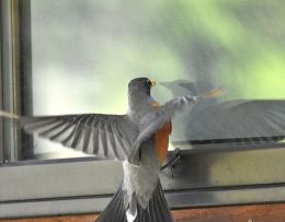 Vogelschutz am Fenster Aufmacher