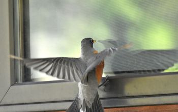Vogelschutz am Fenster Aufmacher