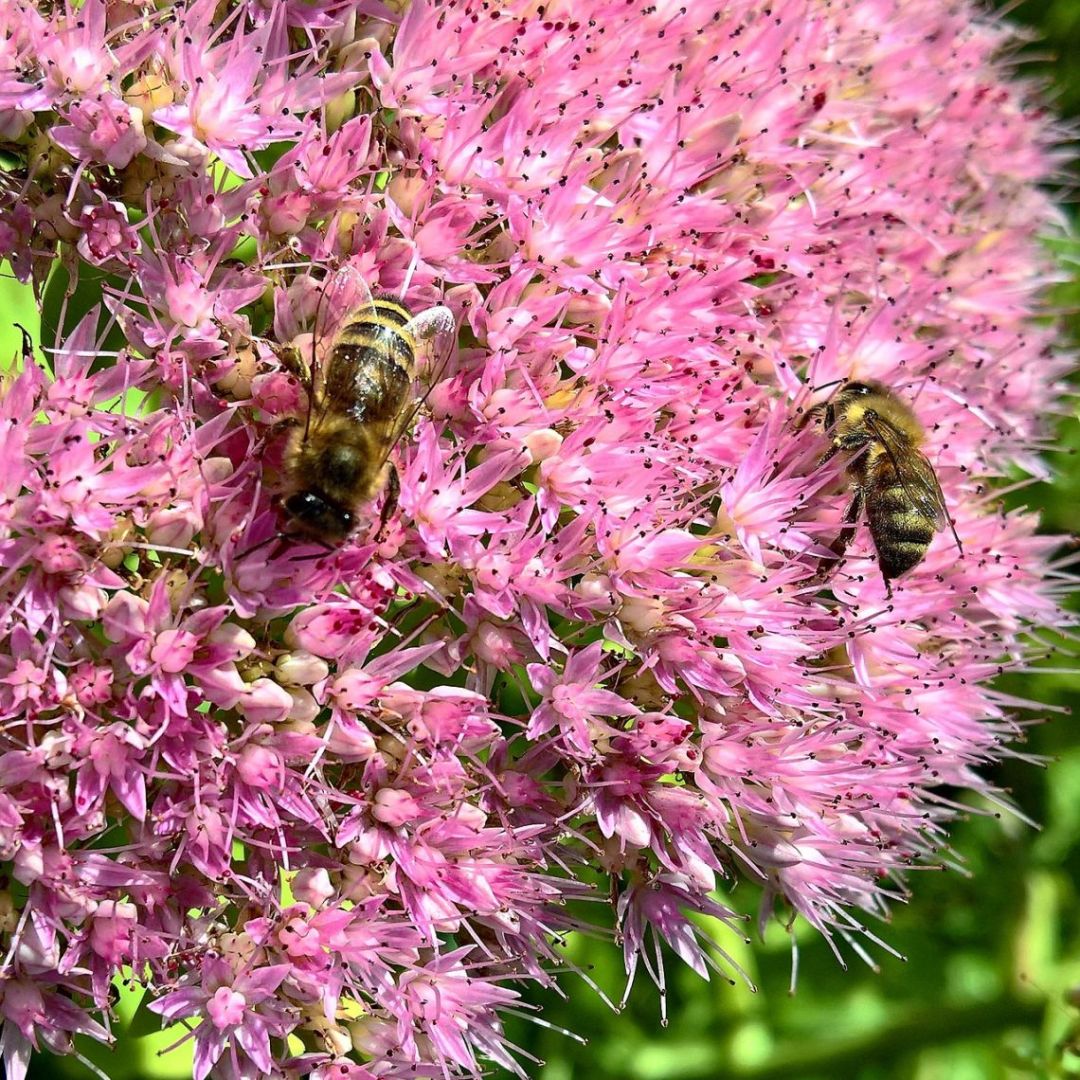 Fettblatt Herbstfreude Sedum telephium mit Bienen bienenfreundliche Balkonblume