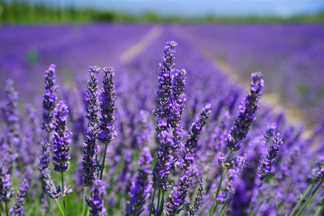 Lavendel (Lavandula angustifolia)
