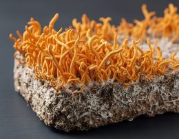 Eine Nahaufnahme von Cordyceps-Pilzen, die auf einem Substratblock kultiviert werden – zu sehen sind die leuchtend orangefarbenen Fruchtkörper und das darunterliegende Myzel.