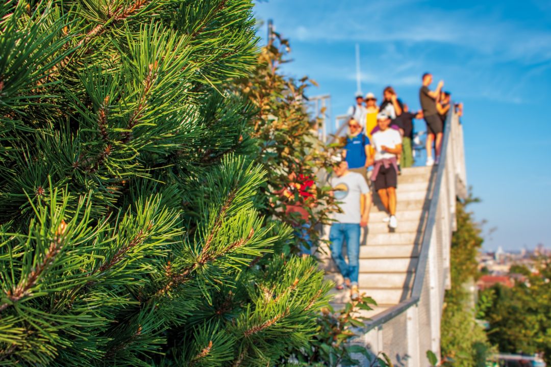 Ein Bergkieferzweig im Vordergrund, während im Hintergrund Menschen auf einer Treppe stehen.