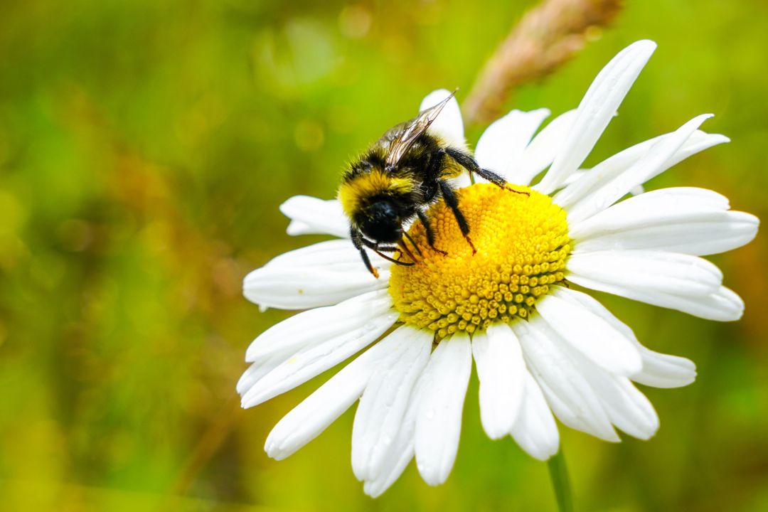 Gartenhummel auf Butterblume