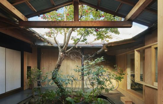 Baum,. der in einem Atrium eines Gebäudes wächst
