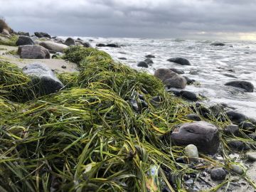 Grünes Seegras am Strand