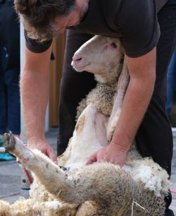 Schaf wird geschoren