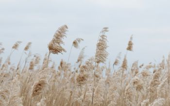Schilf bewegt sich im Wind