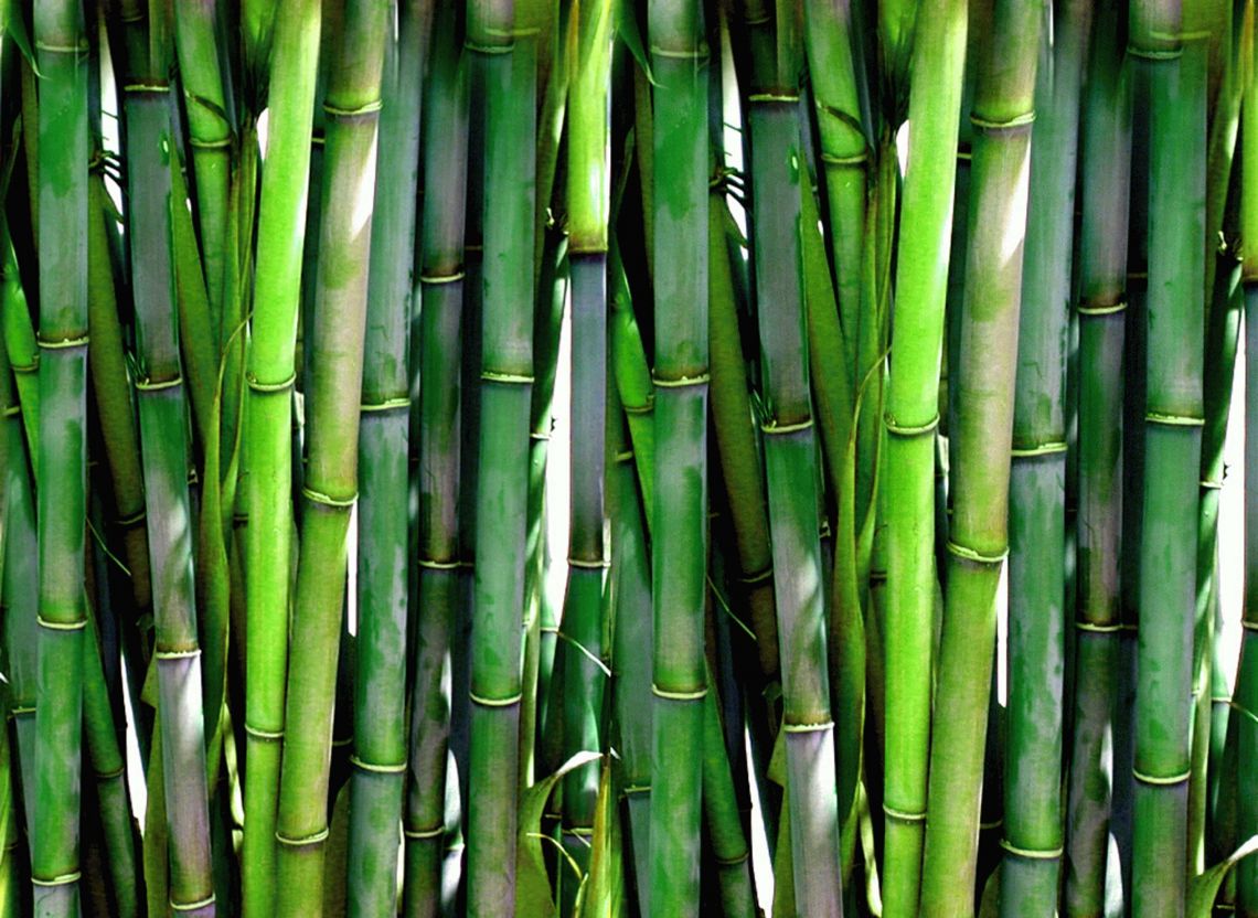 Regionale und nachwachsende Ressourcen wie Bambus werden bei den studentischen Projekten gerne verwendet.